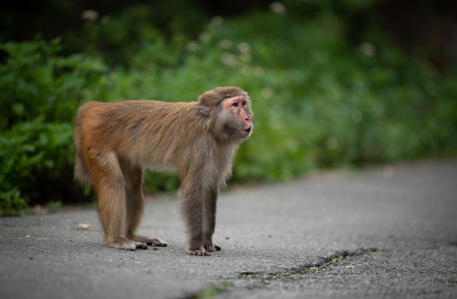 sapne me bandar dekhna