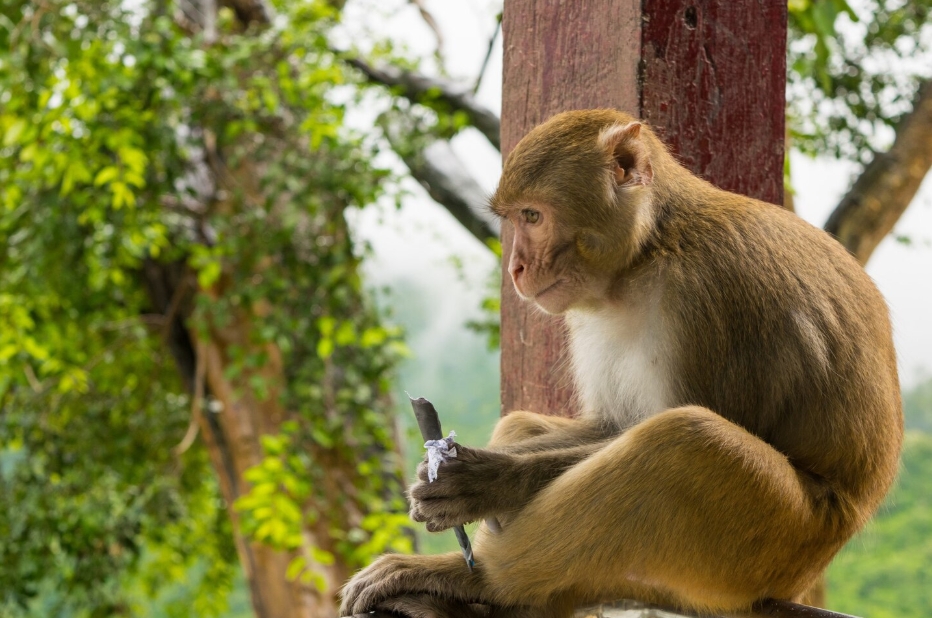 सपने में बंदर के अलग-अलग दृश्य और उनका विस्तृत अर्थ