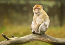 Sapne Me Bandar Dekhna: जानिए इसका मतलब और संकेत sapne me bandar dekhna