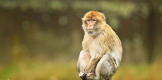 Sapne Me Bandar Dekhna: जानिए इसका मतलब और संकेत sapne me bandar dekhna