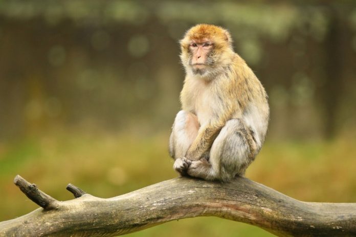 sapne me bandar dekhna