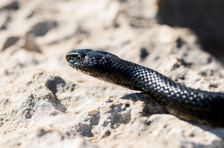 सपने में sapne me kala saap dekhna — मूल और मनोवैज्ञानिक अर्थ