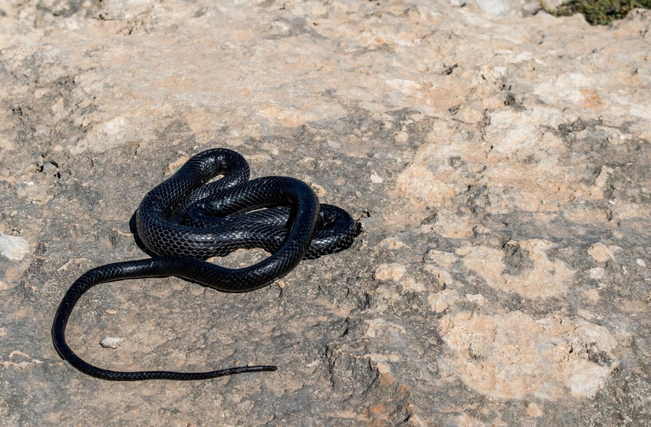 sapne me kala saap dekhna