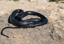 Sapne me kala saap dekhna आपके लिए क्या संकेत देता है? sapne me kala saap dekhna