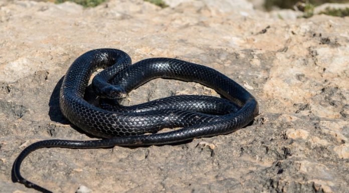 Sapne me kala saap dekhna आपके लिए क्या संकेत देता है? sapne me kala saap dekhna